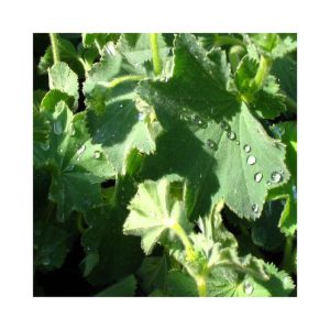 ALCHEMILLE VULGAIRE 50 G