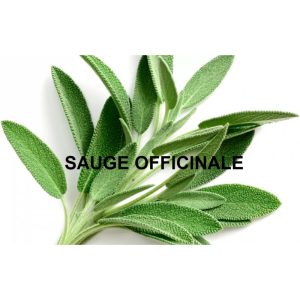 ANTI GRAISSE BIO 100G HDG